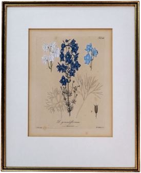D. Grandiflorum - Heinrich G. L. Reichenbach