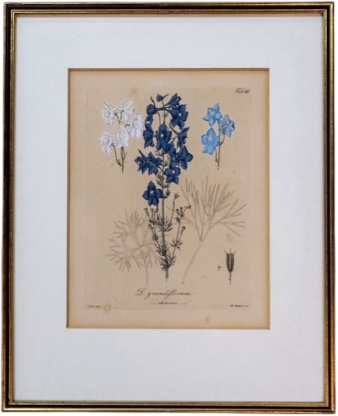 Artwork by Heinrich G. L. Reichenbach, D. Grandiflorum, Made of Original botanical engraving on copper plate
