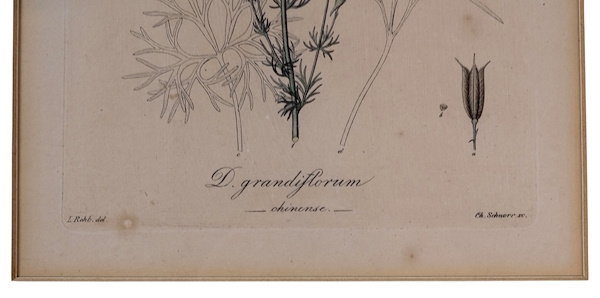 Artwork by Heinrich G. L. Reichenbach, D. Grandiflorum, Made of Original botanical engraving on copper plate