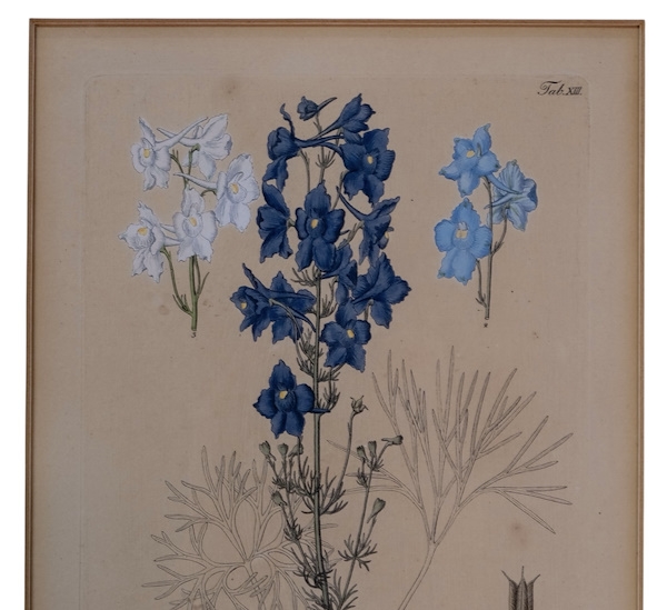Artwork by Heinrich G. L. Reichenbach, D. Grandiflorum, Made of Original botanical engraving on copper plate