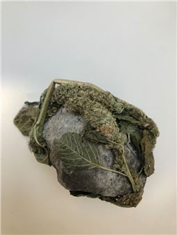 Soil and Friends - Centre for Contemporary Art, Ujazdowski Castle