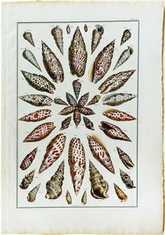 [Shells] Tab LI - Albertus Seba