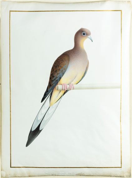 Passenger Pigeon [Tourterelle voyageuse (Ectopistes migratorius)] by Nicolas Robert, circa 1675