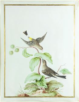 Pair of African Yellow-rumped Singers [Couple de chanteurs d’Afrique à croupion jaune (Serinus atrogularis)] - Nicolas Robert