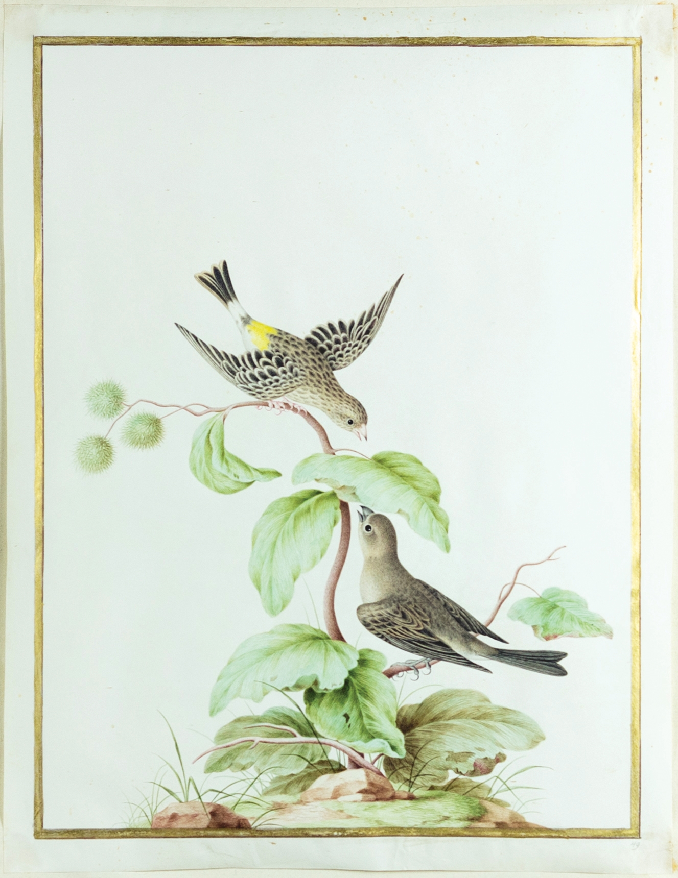 Artwork by Nicolas Robert, Pair of African Yellow-rumped Singers [Couple de chanteurs d’Afrique à croupion jaune (Serinus atrogularis)], Made of Pencil, watercolor and gouache, on vellum, with gold border