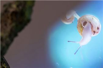 Refracted Viscera - Automat