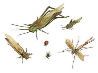 three grasshoppers of graduating size, a crane fly, a ladybird and horsefly - Austrian School, 20th Century