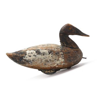 Canvasback - Charlie Waterfield