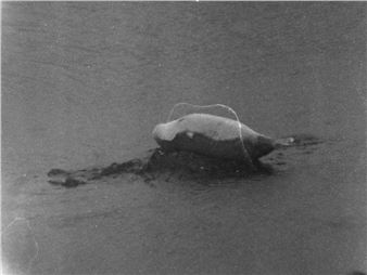 Shen Xin: Mink and Berry