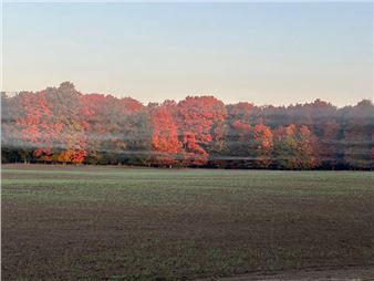 The Trees Know - FGCU Art Galleries