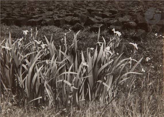 Vegetal studies, c. 1935-1940. by Raoul Hausmann, c. 1935-1940
