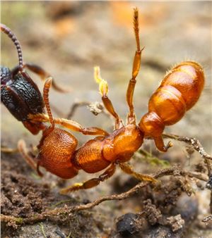 Ants: Tiny Creatures, Big Lives - Bruce Museum
