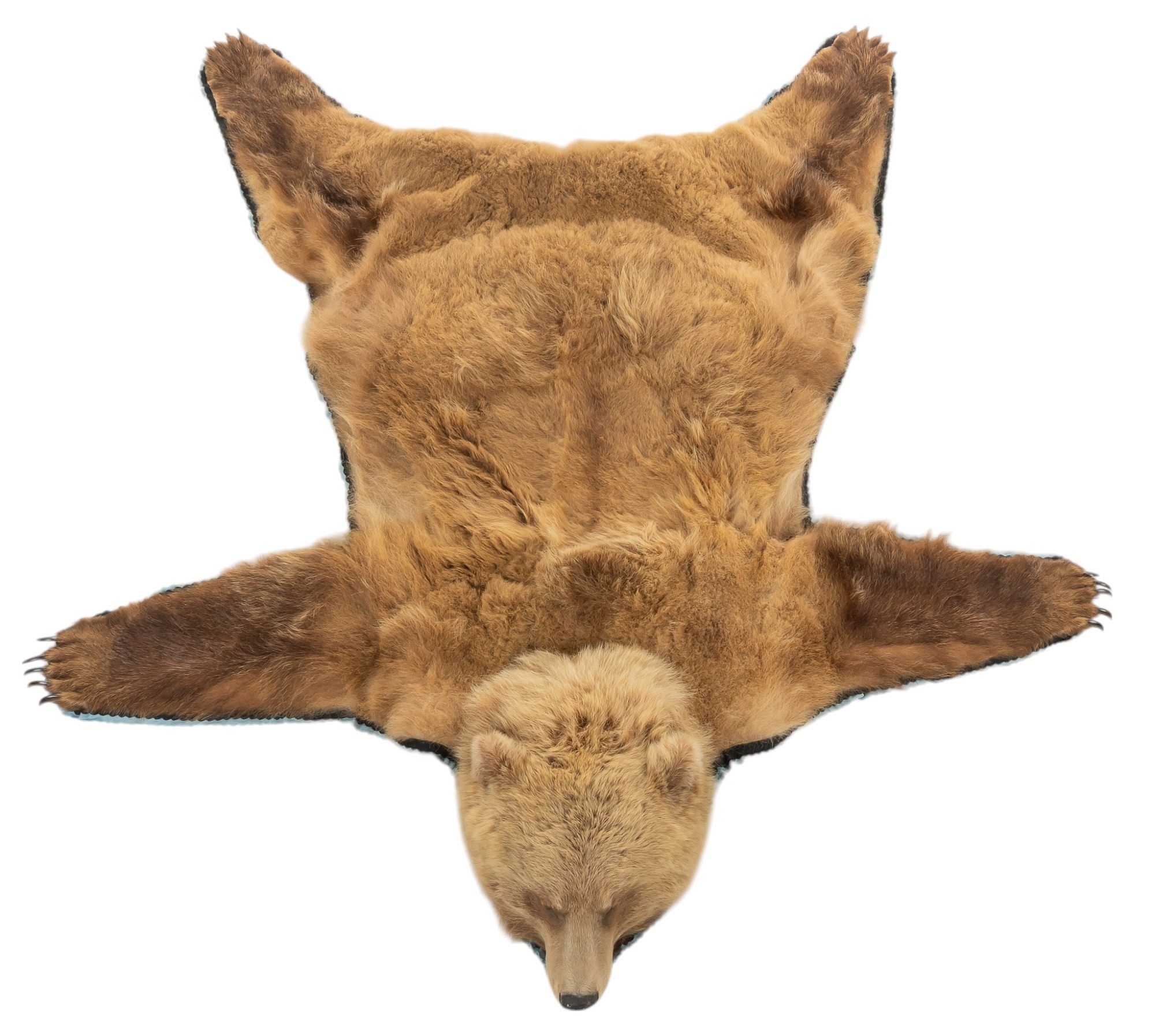 Virginia Scott | Grizzly Bear Rug | MutualArt