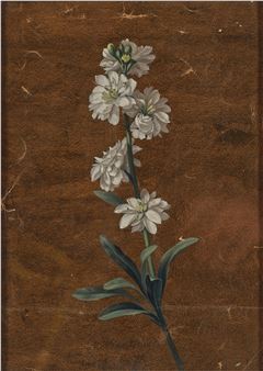 White double stock - Carl Adolf Senff