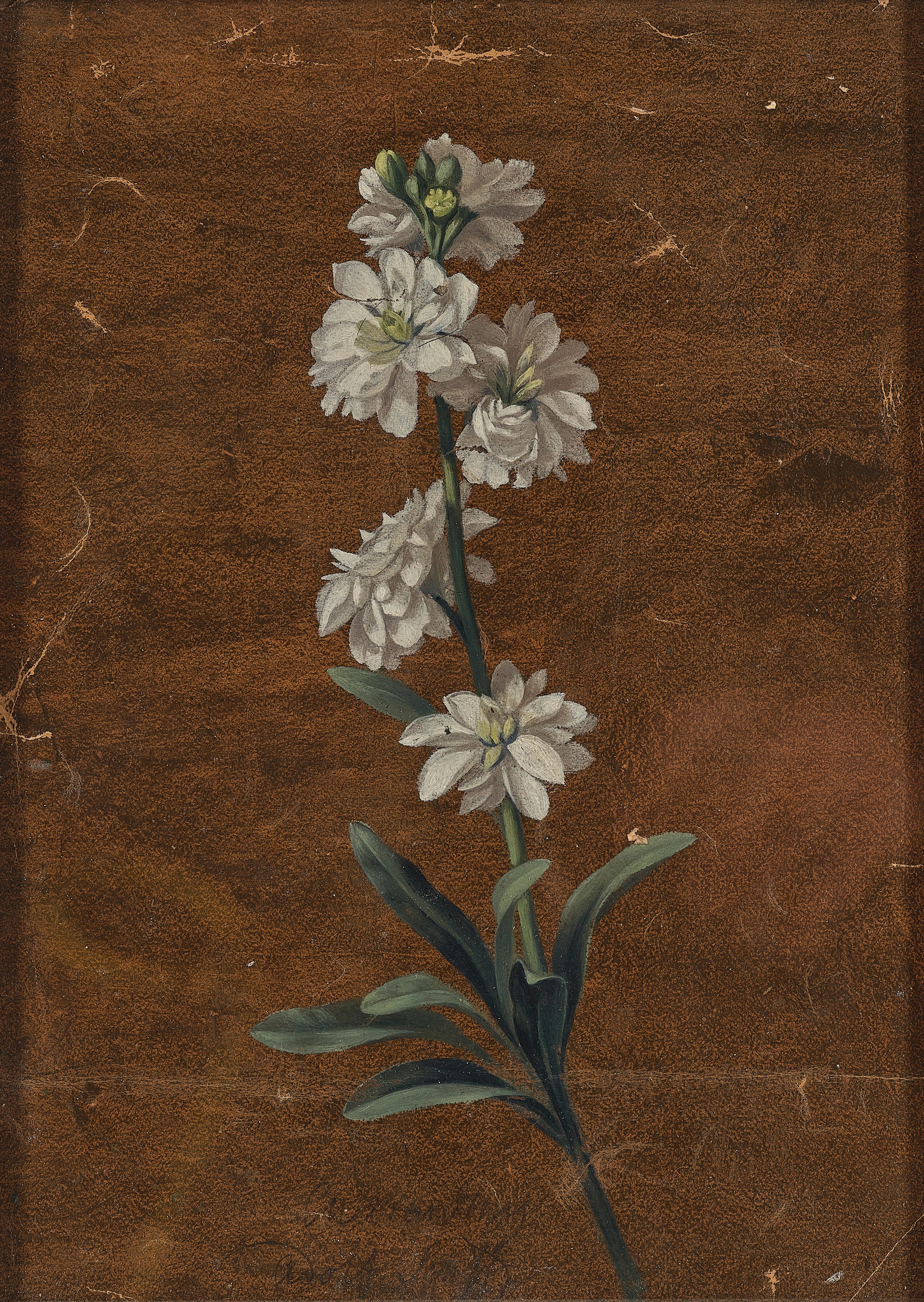 Artwork by Carl Adolf Senff, White double stock, Made of oil on paper