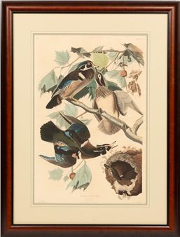 Summer or Wood Duck - John James Audubon