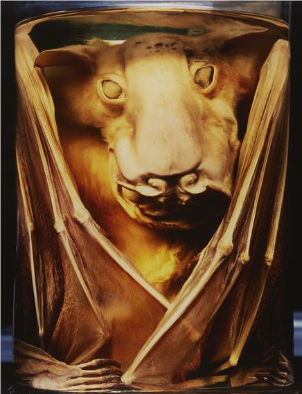 Hypsignatus monstrosus, All. Gabun (Hammerkopf Flughund, from the series: Conserving animals - Daniel & Geo Fuchs