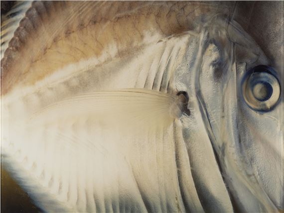 Meerbarsch (from the series: Conserving - Daniel & Geo Fuchs