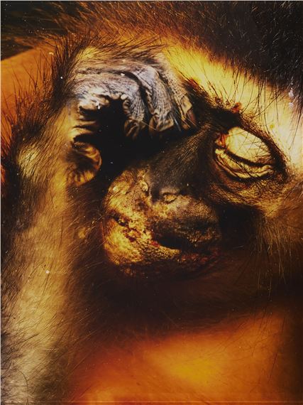 Meerkatze (from the series: Conserving animals - Daniel & Geo Fuchs