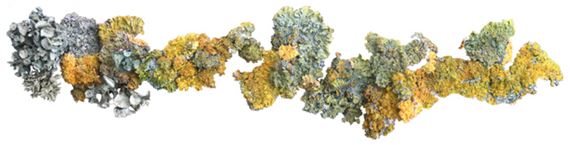 Ayfer Idil Kemaloglu: Ubiquitous - Galerie Patricia Dorfmann