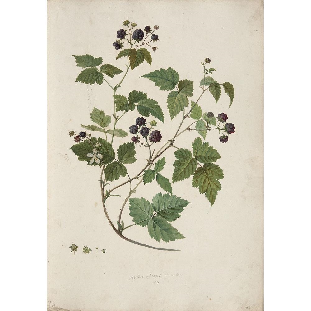 Johann Nepomuk Mayrhofer | RONCE DES CHAMPS (RUBUS CAESIUS) | MutualArt
