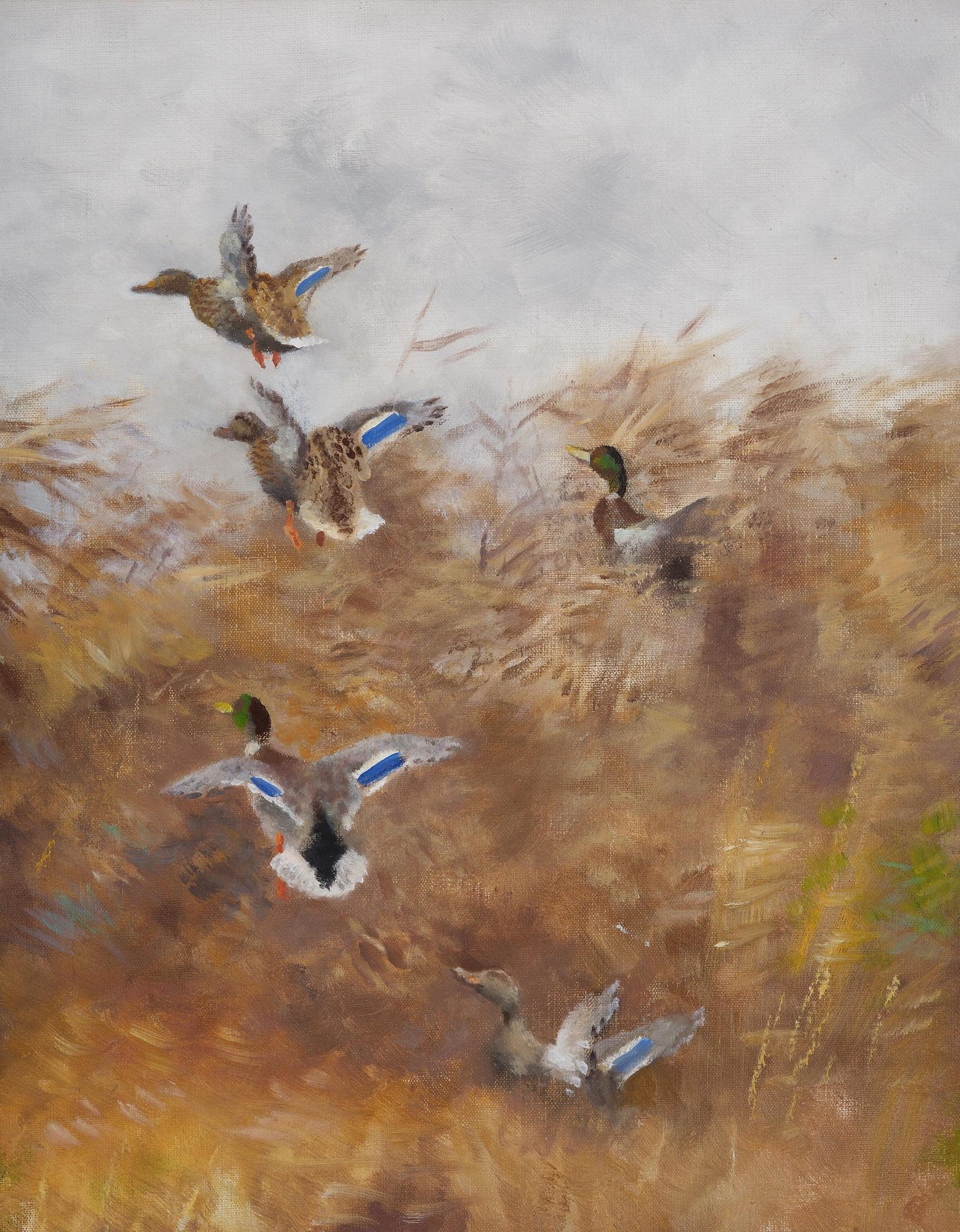 Artwork by Bruno Liljefors, Flying wild ducks in the reeds, Made of Canvas