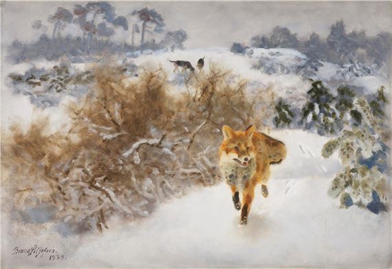 Fox in a winter landscape