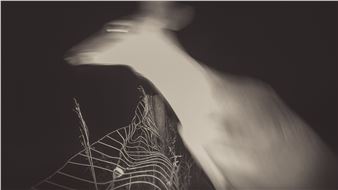 Lauren Grabelle: Deer Diary - Missoula Art Museum