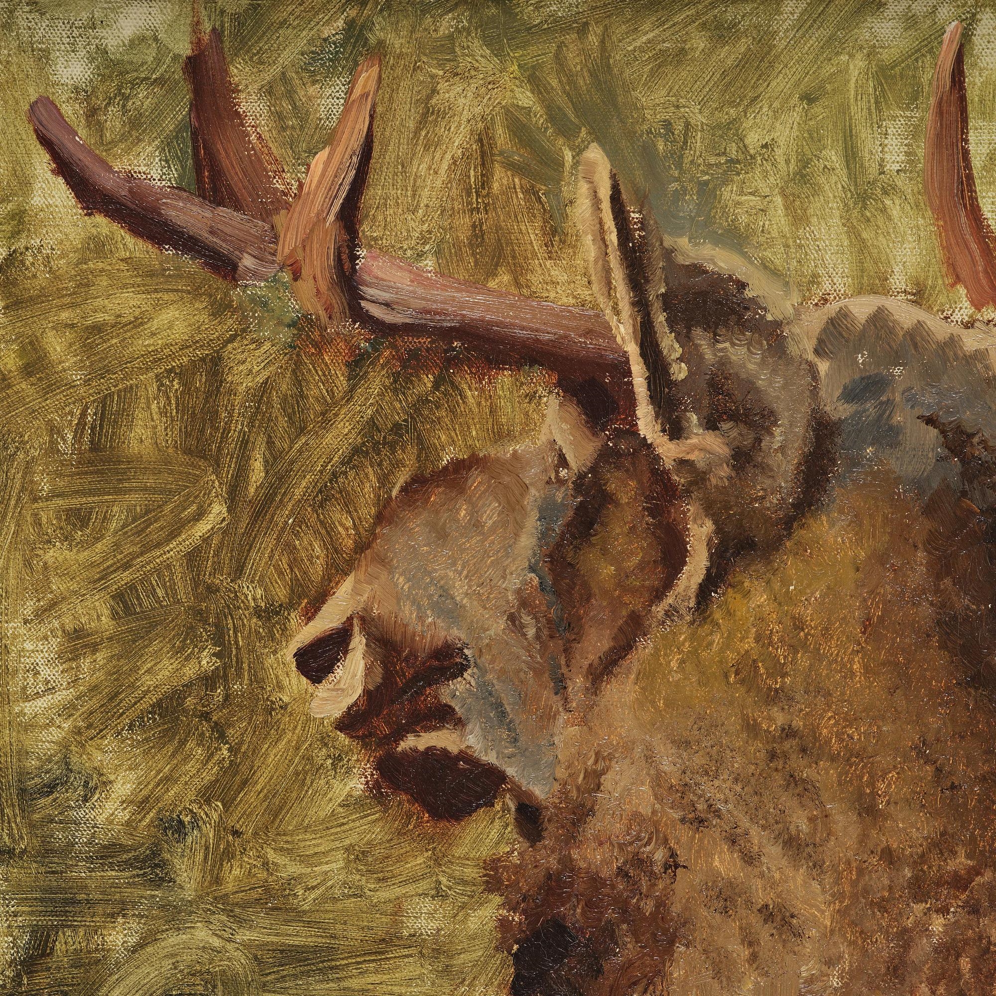 Artwork by Bruno Liljefors, Moose head, Made of Oil on canvas