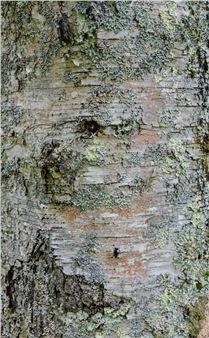 Laurie Lambrecht: Bark/Cloth - Planthouse