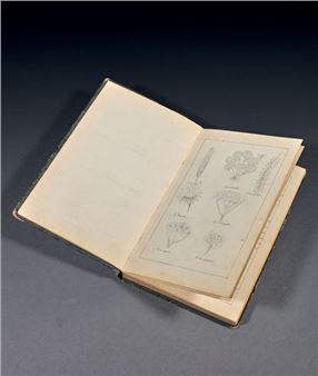Botanical and zoological notebook - Eva Gonzalès