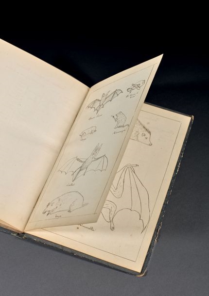Artwork by Eva Gonzalès, Botanical and zoological notebook, Made of Ink and pencil on paper
