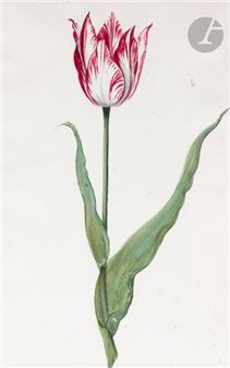 Tulip - Jacob Marrel