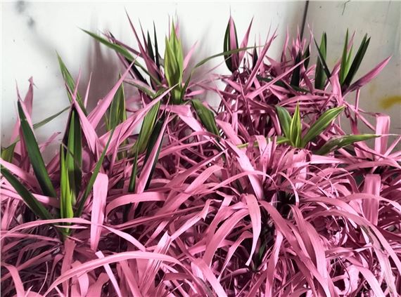 The Milan Papyrus: Tale of Two Cities - Galleria Fumagalli