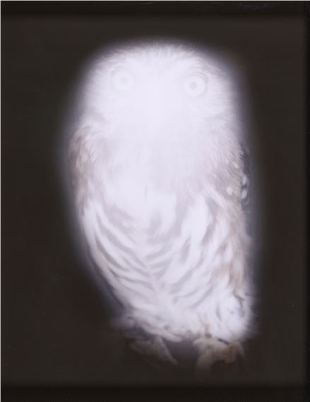 Smiling Barn Owl III - Anna Vogel