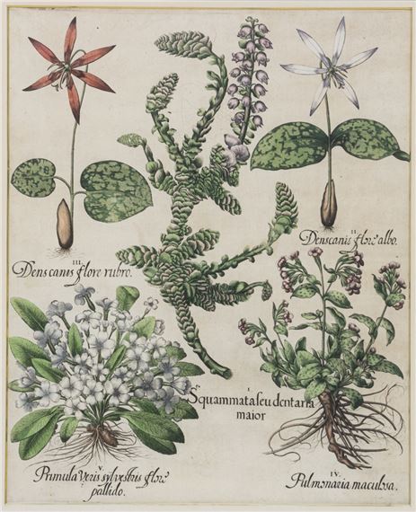 Squammatafeudentaria Maior. by Basilius Besler, 1561