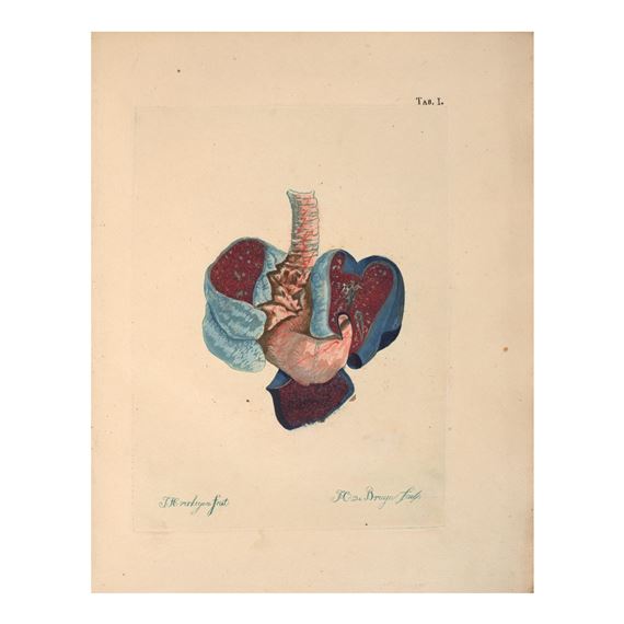 Otium academicum, continens descriptionem speciminum nonnullarum partium corporis humani et animalium subtilioris anatomiae ope in physiologicum usum praeparatarum, aliarumque, quibus morborum organicorum natura illustrator. Utrecht: Joh. Altheer, 1828 - Cornelis Johannes de Bruyn