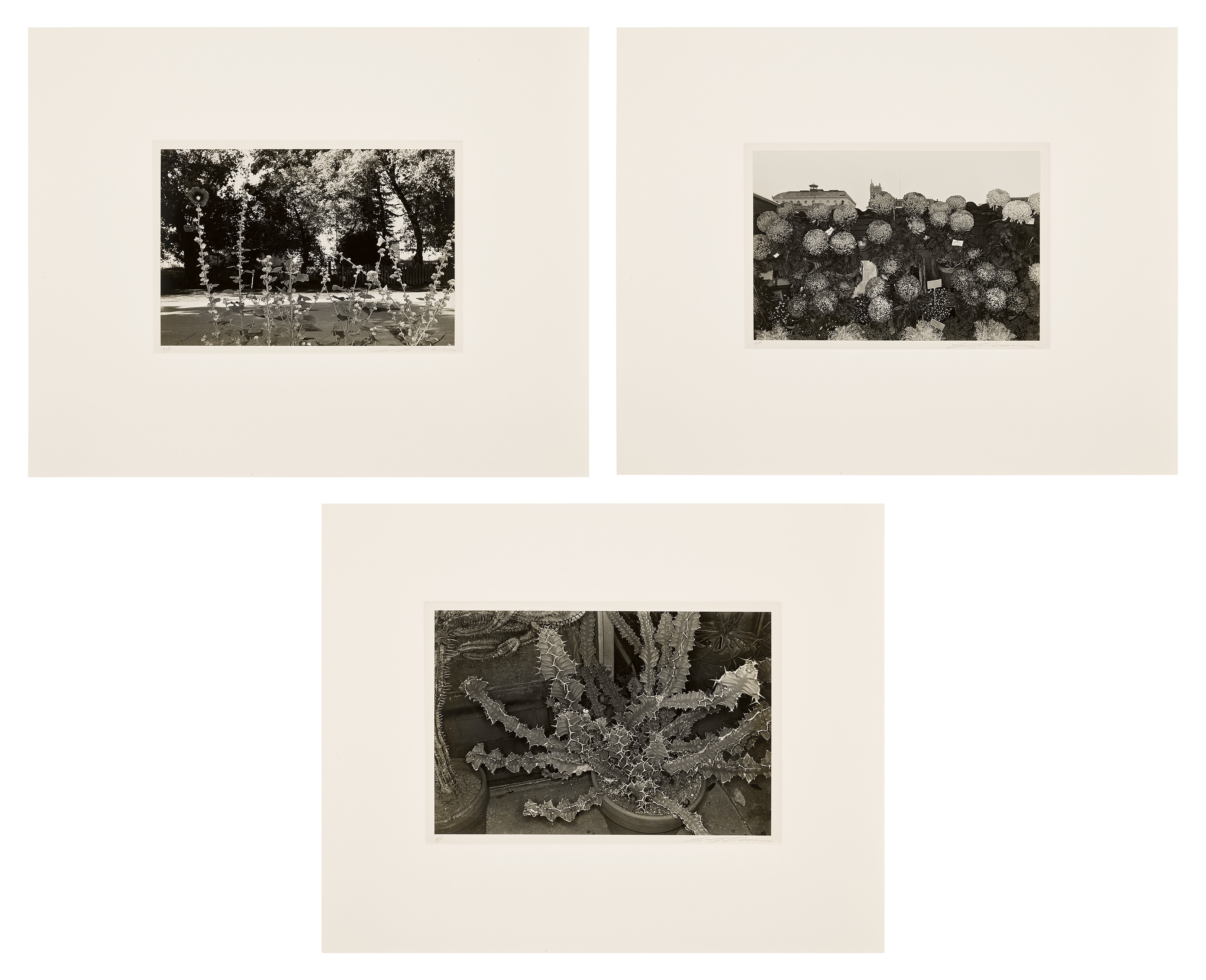 Lee Friedlander | Photographs of Flowers | MutualArt