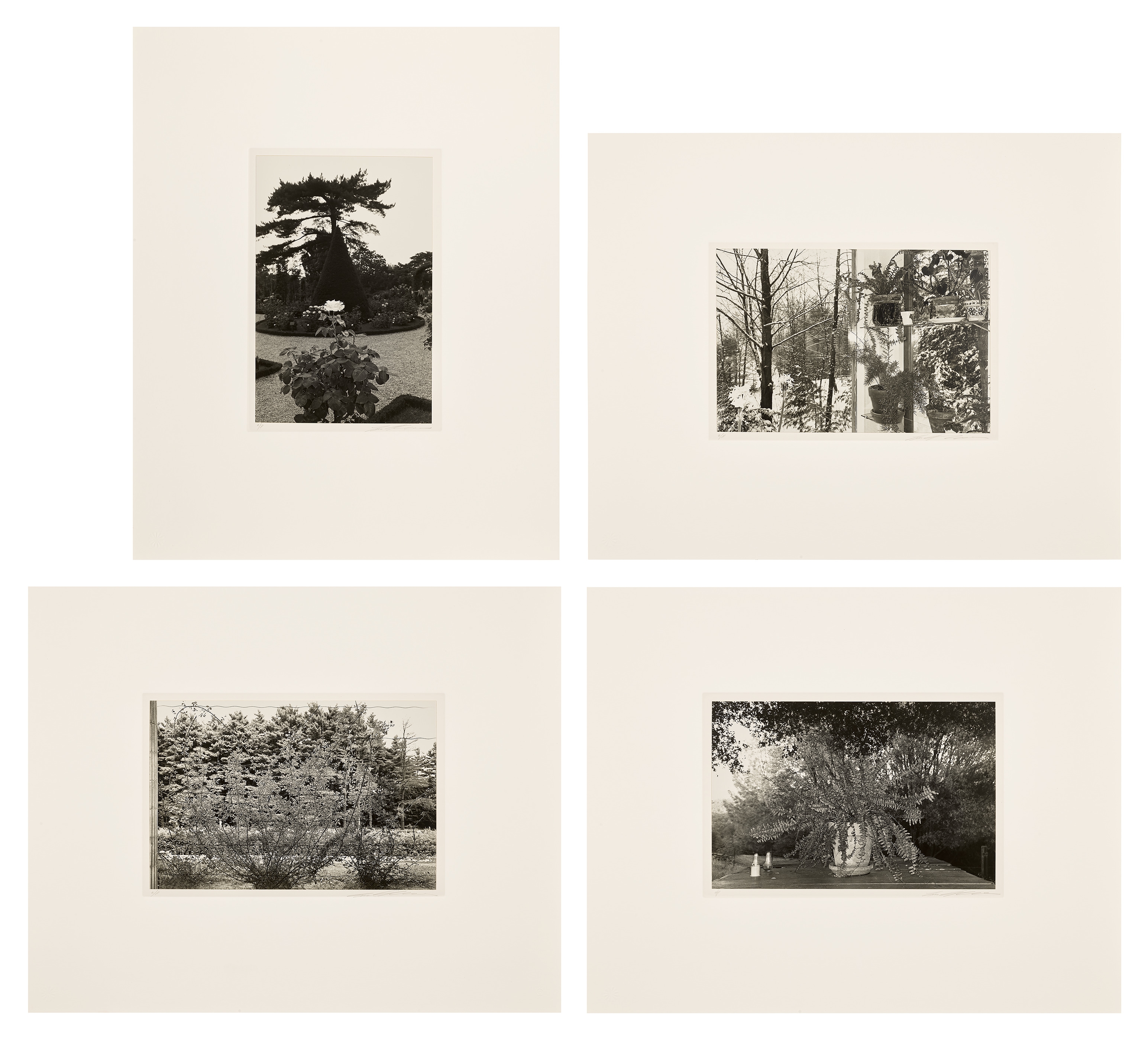 Lee Friedlander | Photographs of Flowers | MutualArt