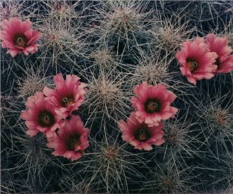 Bones, Blooms, and Biomes - Daum Museum of Contemporary Art