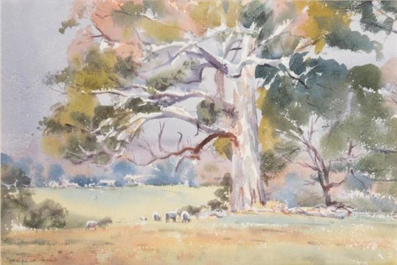 Majestic Redgum, Western Victoria - Margaret Cromb