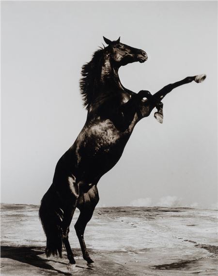 Rearing Horse 2002 - Gary Heery