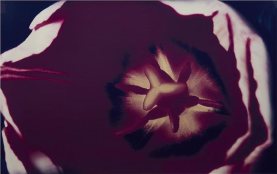 Red Rim from the series Blue Narcissus by Robyn Stacey, 1999