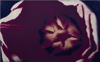 Red Rim from the series Blue Narcissus - Robyn Stacey