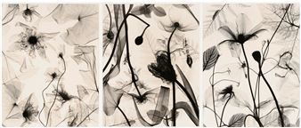 3 Judith McMillan X-Ray Photograms - Judith K. McMillan