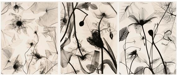 3 Judith McMillan X-Ray Photograms - Judith K. McMillan