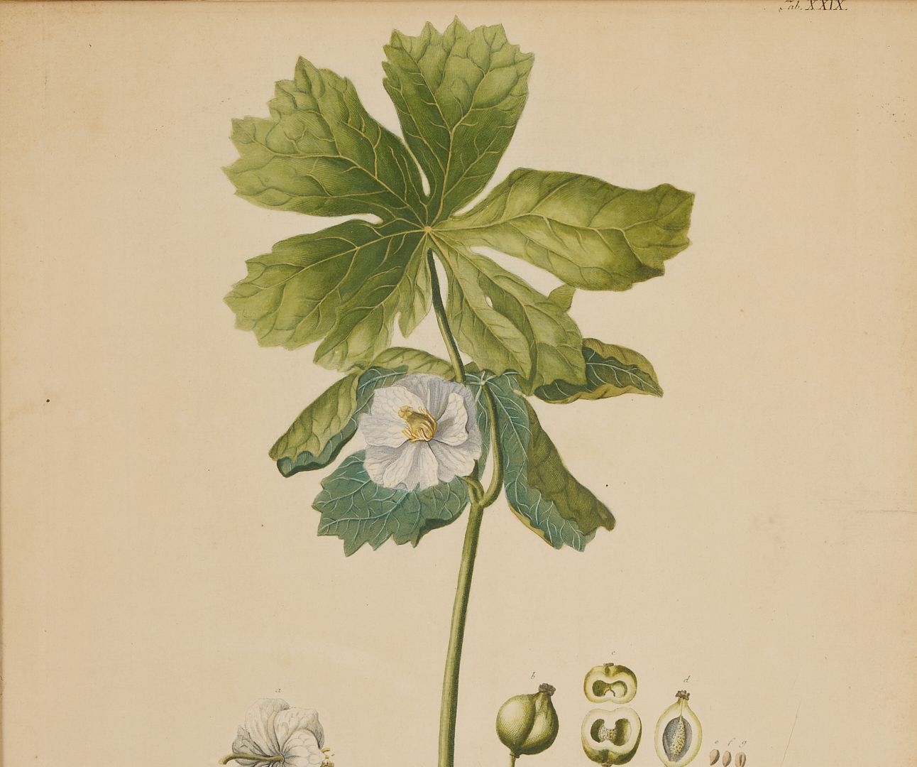 Georg Dionysius Ehret | 4 Georg Ehret Botanical Prints from Trew's ...