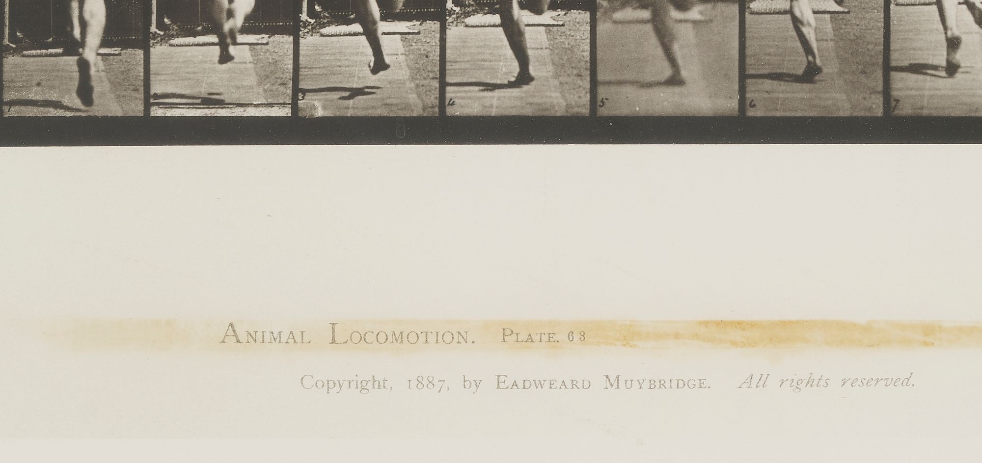 Eadweard Muybridge | Eadweard Muybridge Animal Locomotion Collotype ...