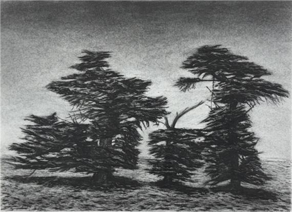 Broken Cypress - Kathryn Ryan