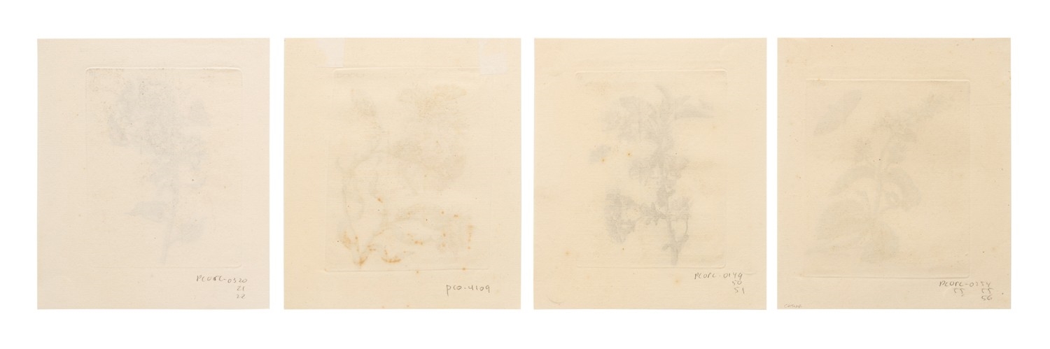 Maria Sibylla Merian | . Four hand colored engravings on laid paper ...